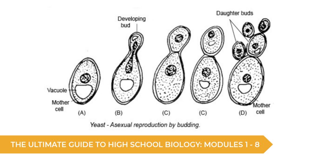 The Ultimate Guide To High School Biology: Modules 1 - 8