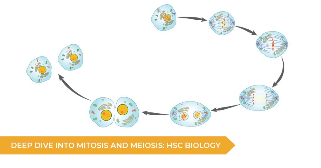 Deep Dive Into Mitosis and Meiosis: HSC Biology