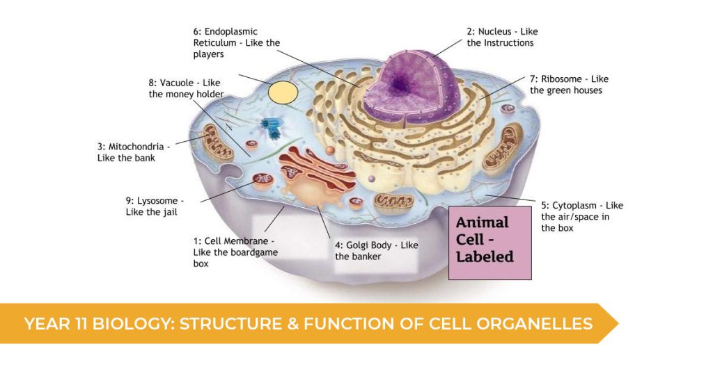 Year 11 Biology: Structure and Function of Cell Organelles