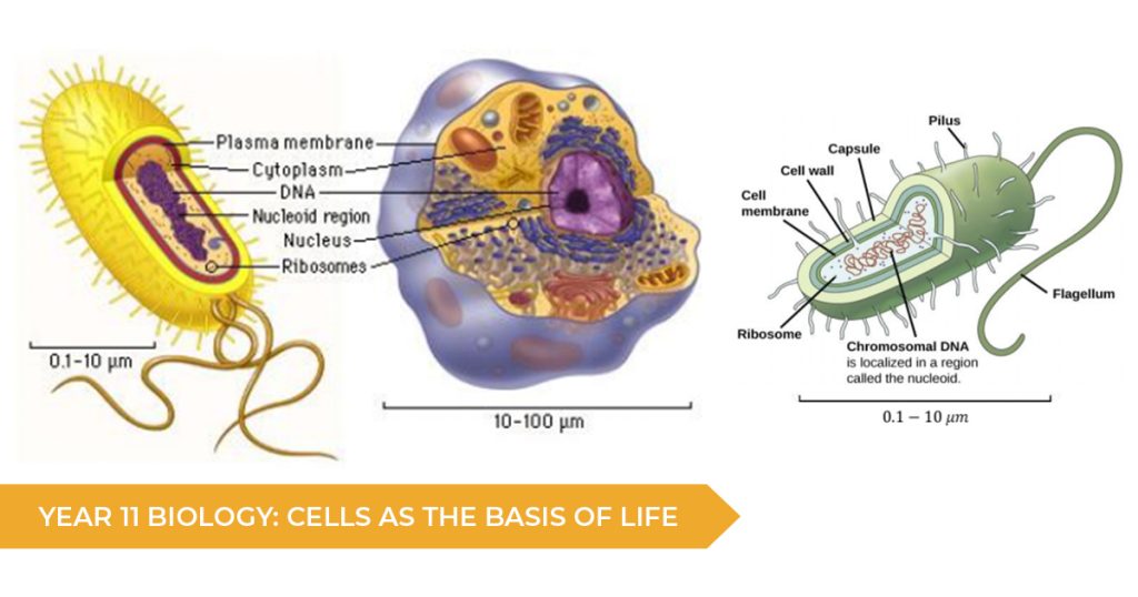Year 11 Biology: Cells As The Basis of Life (Module 1)